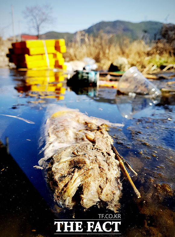 3월 11일 경기 포천시 가산면 하천에 버려진 각종 폐기물 사이로 부패한 물고기가 떠있다.