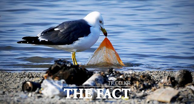 지난달 8일 인천 중구 예단포에서 갈매기가 비닐 쓰레기를 바다에서 건져 올리고 있다.