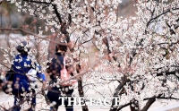 [TF포토] 서울의 봄~ '활짝 핀 매화나무'