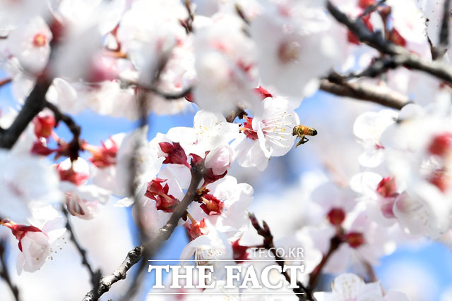 달콤한 봄의 향기 찾아온 꿀벌