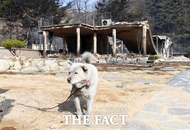 사람과 동물, 모두의 삶을 앗아가 버린 잔인한 화재
