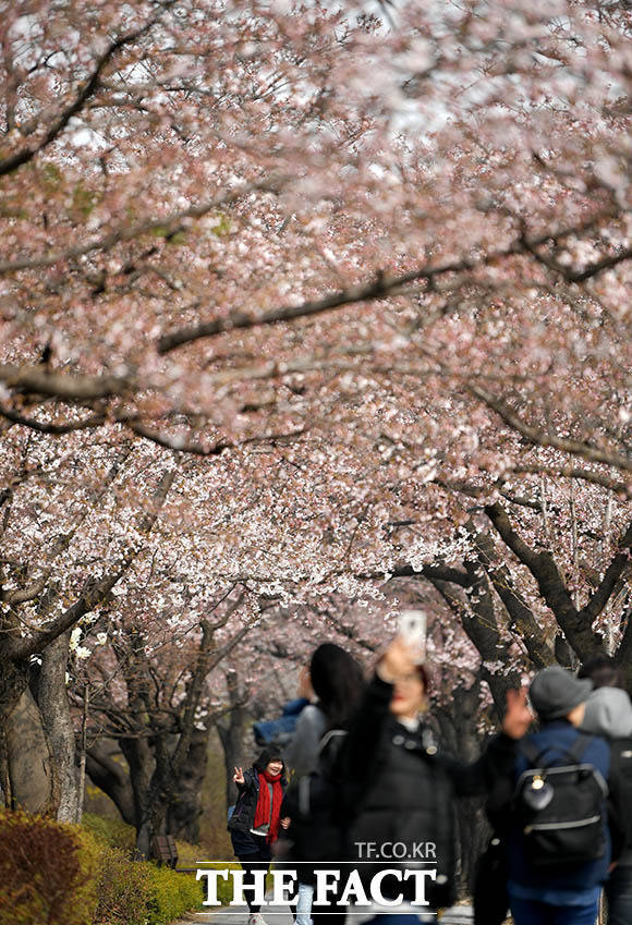 지난 5일 서울 영등포구 여의서로 일대를 찾은 관광객이 벚꽃길을 걸으며 봄꽃을 즐기고 있다. /이덕인 기자