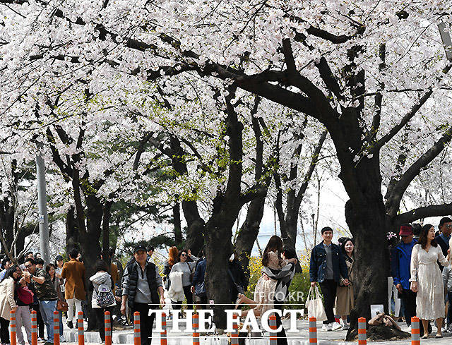 봄기운이 완연한 13일 오후 서울 여의도 윤중로에서 열린 2019 여의도 벚꽃 축제를 찾은 시민들이 벚꽃길을 걸으며 즐거운 시간을 보내고 있다. /이효균 기자