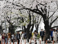 [TF포토] '벚꽃, 절정에 달한 윤중로'