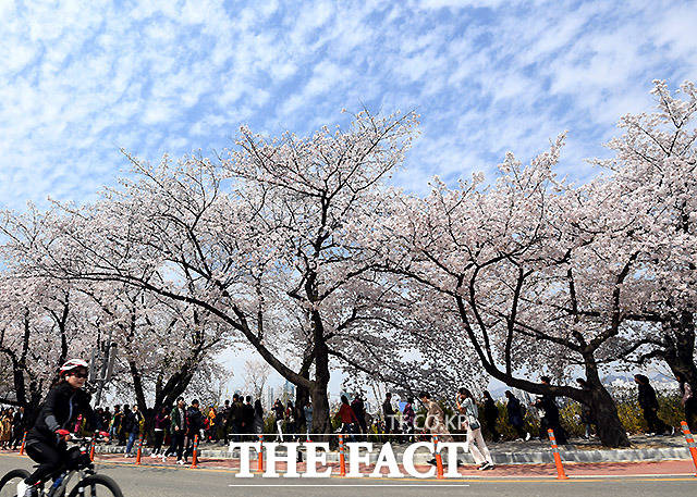 기상청은 월요일인 15일은 일부 내륙지역의 아침 기온은 평년보다 2~4도 낮겠지만, 낮부터 풀리며 평년 기온을 회복하겠다고 밝혔다. 13일 여의도 윤중로에서 열린 2019 여의도 벚꽃 축제 벚꽃길. /이효균 기자