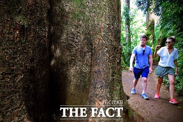 안타까운 현실 마노아트레일을 조깅하던 주민들이 커다란 나무에 빼곡히 새겨진 낙서를 보며 안타까워하고 있다.