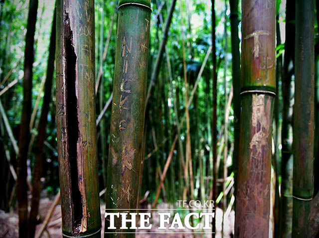 자연까지 파괴하는 낙서의 손길 하와이 오하우섬 마노아트레일에서 관광객들이 새긴 낙서가 대나무숲을 훼손했다.