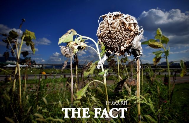 장마가 시작됐지만, 중부지방에 비가 내리지 않으면서 가뭄 피해 우려가 커지고 있다. /더팩트 DB