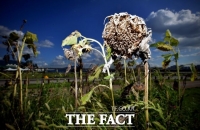  기온은 연일 치솟는데…서울 장맛비 고작 2.9㎜