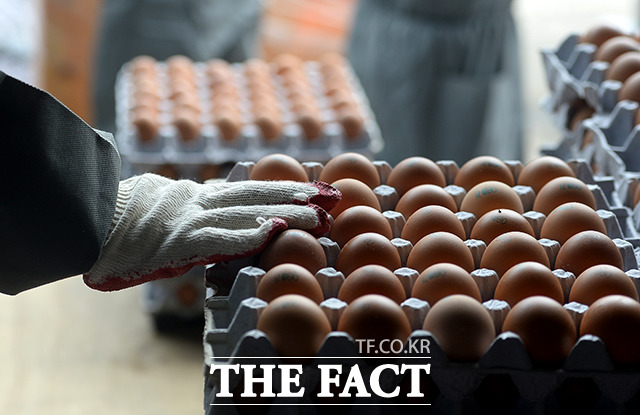 달걀 껍데기 산란일자 표시제도가 23일부터 본격 시행된다. 이에 따라 달걀 농가는 산란일자 4자리를 의무적으로 표기해야 한다. /임세준 기자