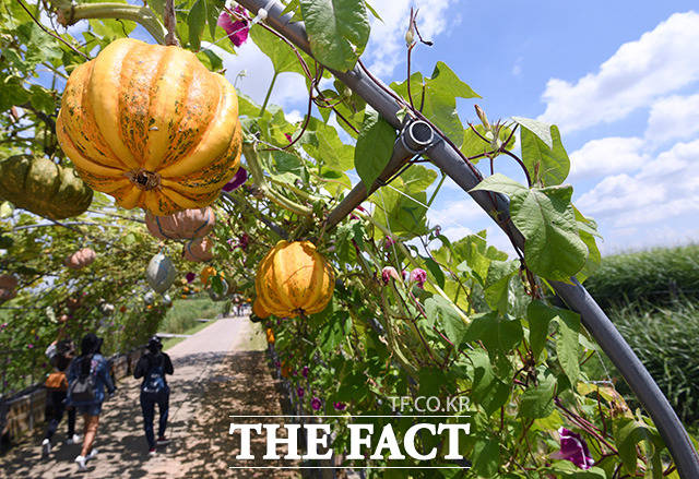 아침 저녁으로 선선한 가을 바람이 부는 30일 오후 서울 마포구 하늘공원을 찾은 시민들이 성큼 다가온 가을을 만끽하고 있다. /남용희 기자