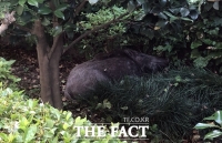  용인 상현동 아파트에 멧돼지 출몰...인명피해 없어