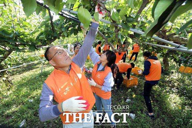 지난 8일 옥경석 대표이사를 비롯한 ㈜한화 임직원들은 대전 유성구에 있는 4000평 규모의 농장에서 배 수확을 돕는 과수농가 지원 봉사활동을 진행했다. /한화그룹 제공
