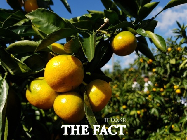 12일 오전 제주특별자치도 서귀포시 일대가 선선한 가을 날씨를 보이고 있다. /이효균 기자