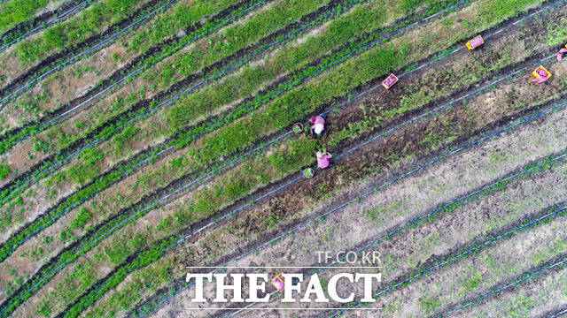 19일 오후 제주특별자치도 제주시 한림읍 상대리의 한 밭에서 주민들이 양파를 수확하고 있다. /제주=임세준 기자