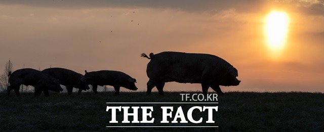 5일 오후 7시 54분쯤 충북 옥천군 옥천읍 삼양리 옥천군청 인근에 멧돼지 8마리가 출몰했다는 신고가 접수됐다. /더팩트 DB