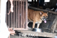  '쇠꼬챙이 개 감전사' 농장주 파기환송심서 유죄