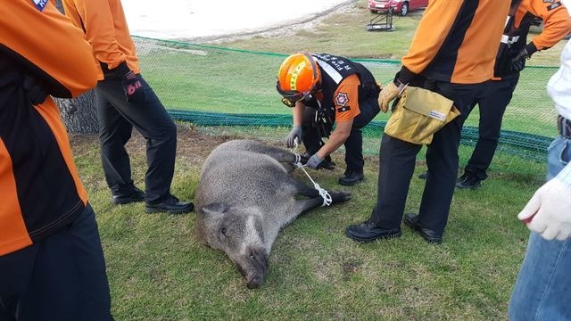 지난 10월 8일에도 강원도에서 나타난 멧돼지. /속초소방서 제공