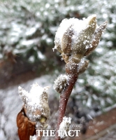[TF사진관] '오는 봄 시샘하는 눈'