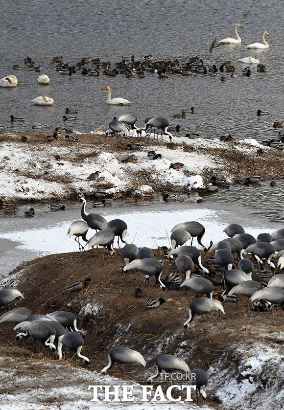 두루미, 재두루미, 청둥오리, 고니등 철새들이 함께 겨울 나기를 하고 있는 한탄강변.
