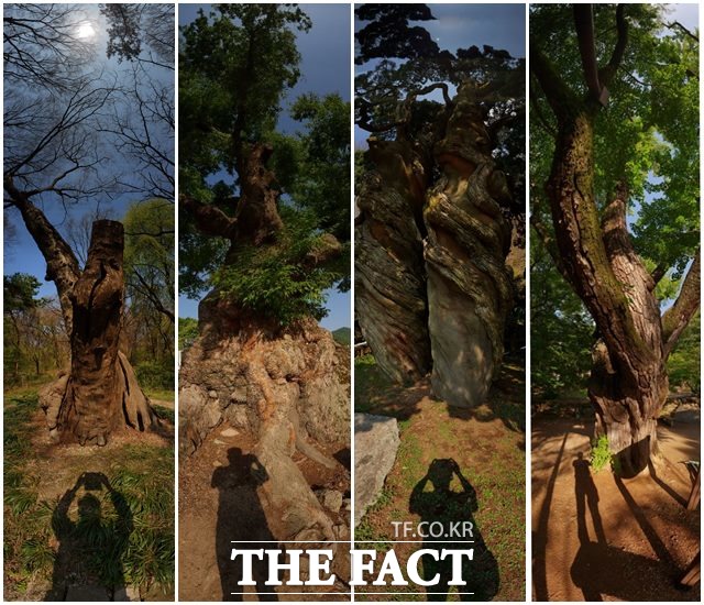 독특한 소재로 사진 미학을 표현하는 사진가 조승래가 최근 나무를 주인공으로 한 작품을 선보여 눈길을 끌고 있다.