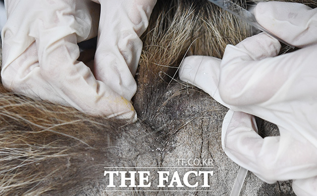 서울야생동물센터 의료진들이 지난달 10일 오후 서울 창덕궁에서 포획된 너구리의 피부조직을 떼어내고 있다.