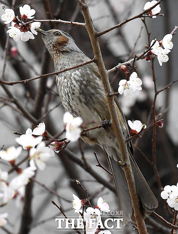 완연한 봄 날씨를 알리는 26일 서울 종로구 일대에서 직박구리 새 한마리가 매화나무에 앉아 꽃의 꿀을 먹고 있다. /이새롬 기자