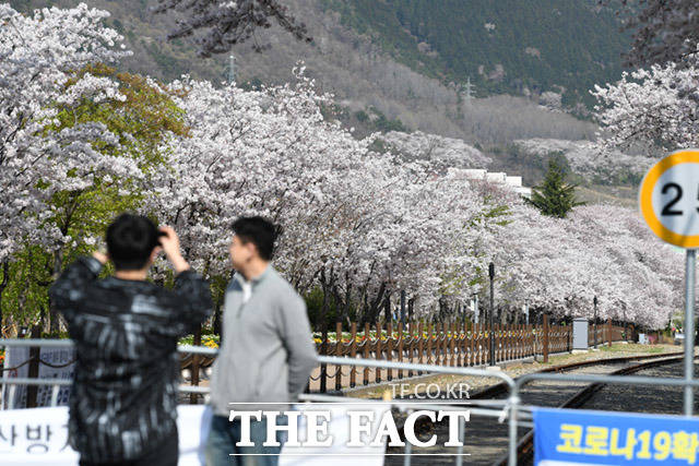 기념사진찍는 관광객 뒤로 만개한 벚꽃