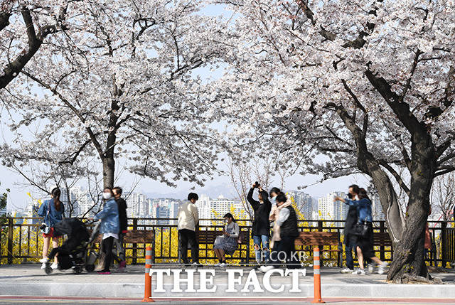 코로나19 확산 방지를 위해 여의도 벚꽃축제가 취소된 가운데 1일 오후 서울 여의도 국회의사당 뒤편 여의서로(윤중로)에서 시민들이 차량이 통제된 거리를 걸으며 벛꽃을 즐기고 있다. / 배정한 기자