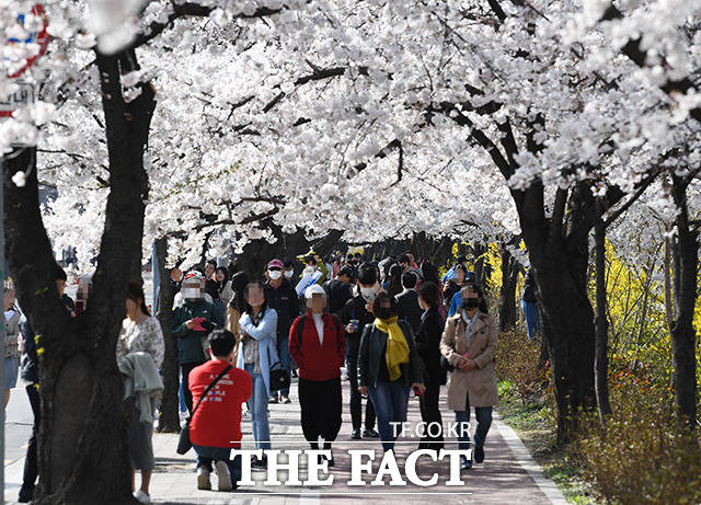 코로나19 확산 방지를 위해 여의도 벚꽃축제가 취소된 가운데 지난 1일 서울 여의도 국회의사당 뒤편 여의서로(윤중로)에서 시민들이 차량이 통제된 거리를 걸으며 벛꽃을 즐기고 있다. /배정한 기자