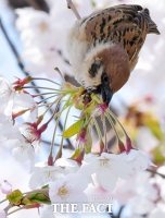 [TF사진관] '흔들리는 벚꽃 속에서~'