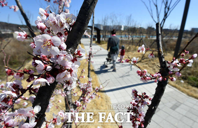 기상청은 14일은 낮 최고기온이 20도까지 오르고 포근하겠다고 밝혔다. 서울 마곡동 서울식물원에 매화꽃이 활짝 핀 모습. /임세준 기자
