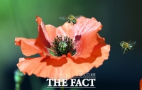 [TF사진관] 햇살아래 고운 자태 드러낸 양귀비꽃