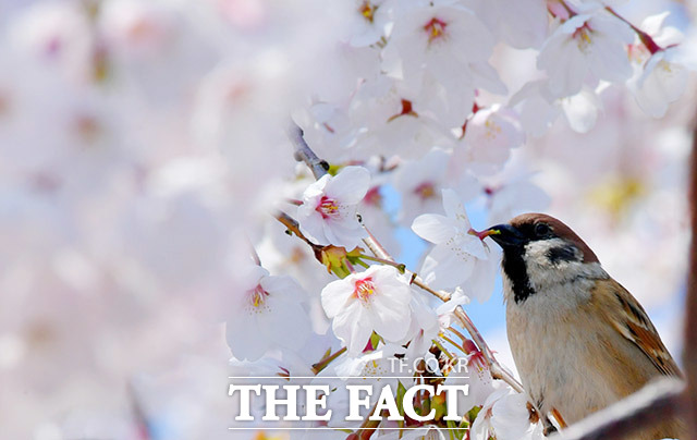 수요일인 27일은 전국이 대체로 맑고 낮부터 기온이 오를 것으로 보인다. /이덕인 기자