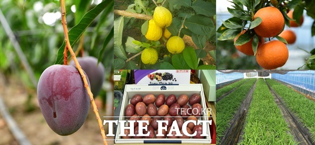 전남 장성군 지역에서 재배한 열대과일 애플망고,구아바,백향과,레드향,삼채 모습/장성군 제공