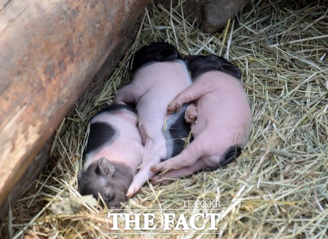 중국에서 팬데믹 가능성이 있는 신종 돼지독감 바이러스가 발견됐다는 연구 결과가 나왔다. /더팩트 DB