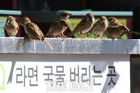 [TF사진관] '한강은 라면이 진리!' 참새도 빠진 'MSG의 맛'