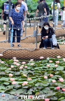 [TF포토] 연꽃 습지에서 주말 즐기는 시민들