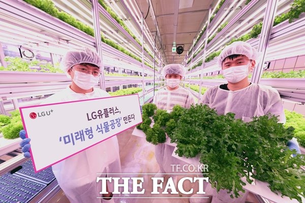 LG유플러스가 소비자에게 안심 먹거리를 제공할 수 있는 스마트팜 사업을 본격 추진한다. /LG유플러스 제공