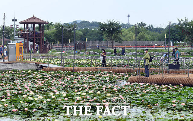 장마가 잠시 소강상태에 들어간 19일 오후 경기 의왕 왕송호수공원 연꽃습지를 찾은 관광객들이 활짝핀 연꽃을 즐기고 있다./의왕=임영무 기자