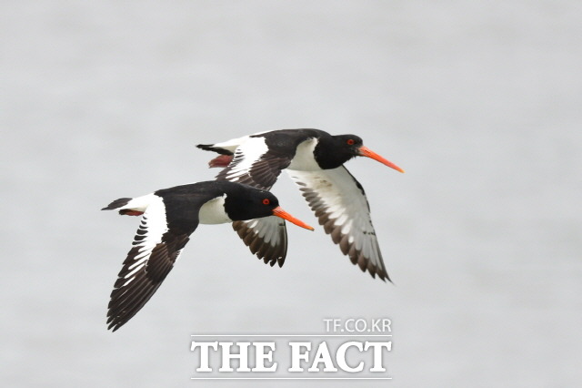 청정한 갯벌의 유기물과 먹이원이 풍부해 서식환경이 좋은 조건을 갖고 있는 신안군 연안 무인도 48개 섬에서 번식하고 있는것으로 확인됐다. 검은머리물떼새가 신안군 무인도에서 번식다. 신안군 연안 무인도에 서식하고 있는것으로 확인된 검은머리물떼새 1쌍이 바다위를 비상하고 있다./제공=신안군