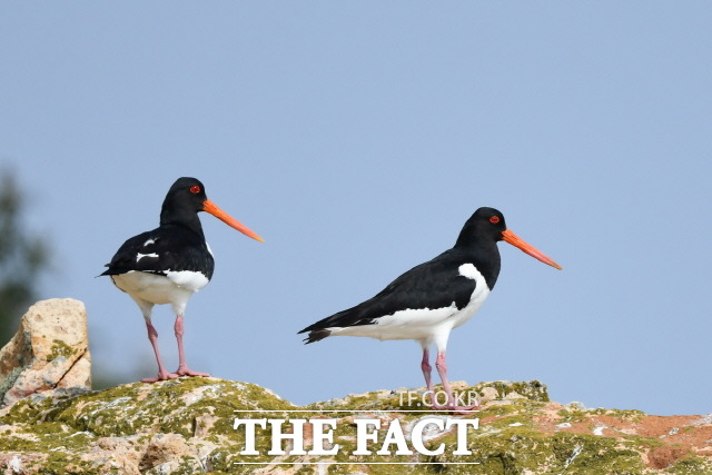 신안군 압해, 안좌, 지도 등 연안 무인도에서 발견된 검은머리물떼새./제공=신안군