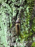  국립수목원, 3년 연속 천연기념물 장수하늘소 광릉숲에 방사