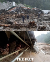 [TF사진관] 공포에 질린 닭들…'산사태가 휩쓴 안성 일죽면'