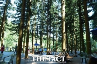  장성군, 축령산에 ‘하늘숲길’ 조성