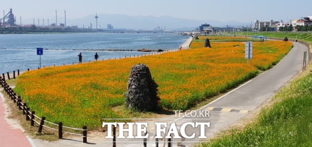 포항 형산강 하구 수변에 황화코스모스가 활짝 피어 가을 정취를 물씬 느끼게하고 있다./포항시 제공