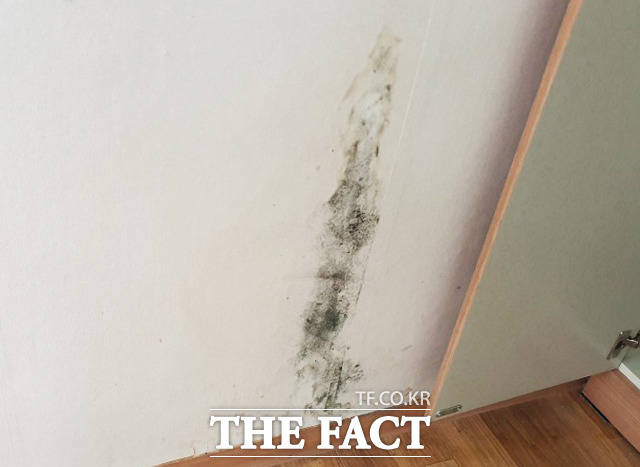 세 번째로 방문한 삼성동 소재 반지하 주택의 경우 벽면에 곰팡이가 잔뜩 피어 있었다. /윤정원 기자