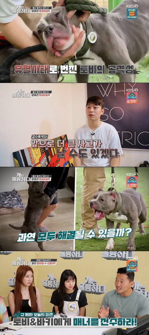 강형욱이 개는 훌륭하다에서 훈련 개에게 물리는 사고가 발생했다. /KBS2 개는 훌륭하다 캡처