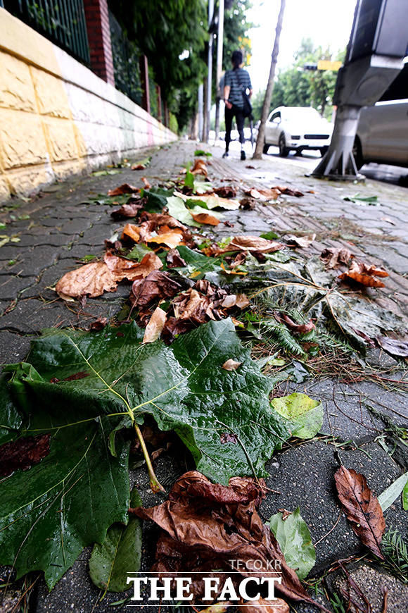 27일 오전 경기도 구리시 교문동의 한 거리에 강풍으로 날린 낙엽과 쓰레기가 널려있다. /구리=이선화 기자