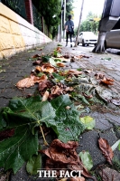 [TF사진관] 태풍 '바비'가 남기고 간 낙엽 쓰레기